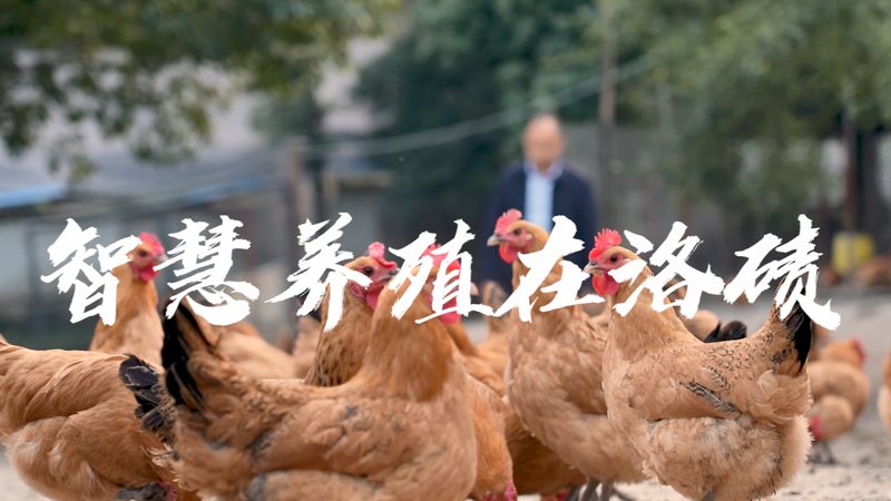 荧光定量PCR试剂盒：揭秘其代理加盟背后的关键要素**